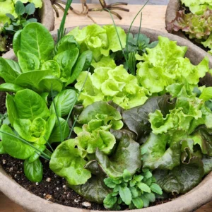 lettuce planter