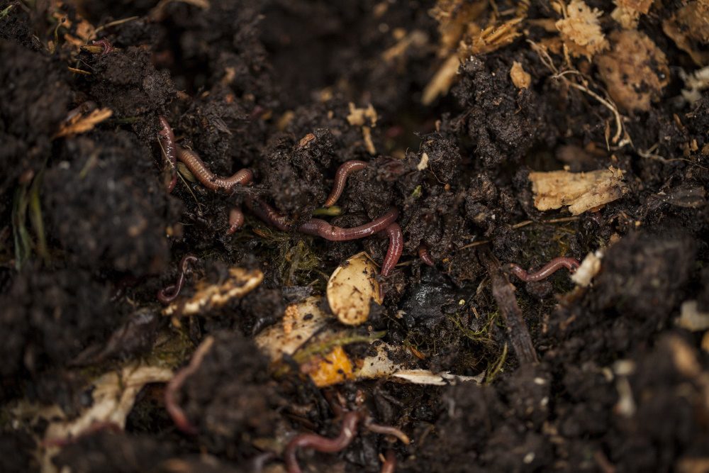 worms in compost