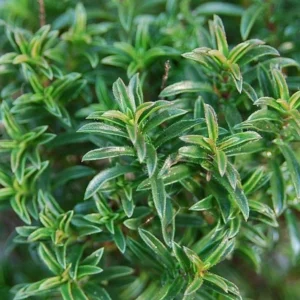 evergreen winter savory