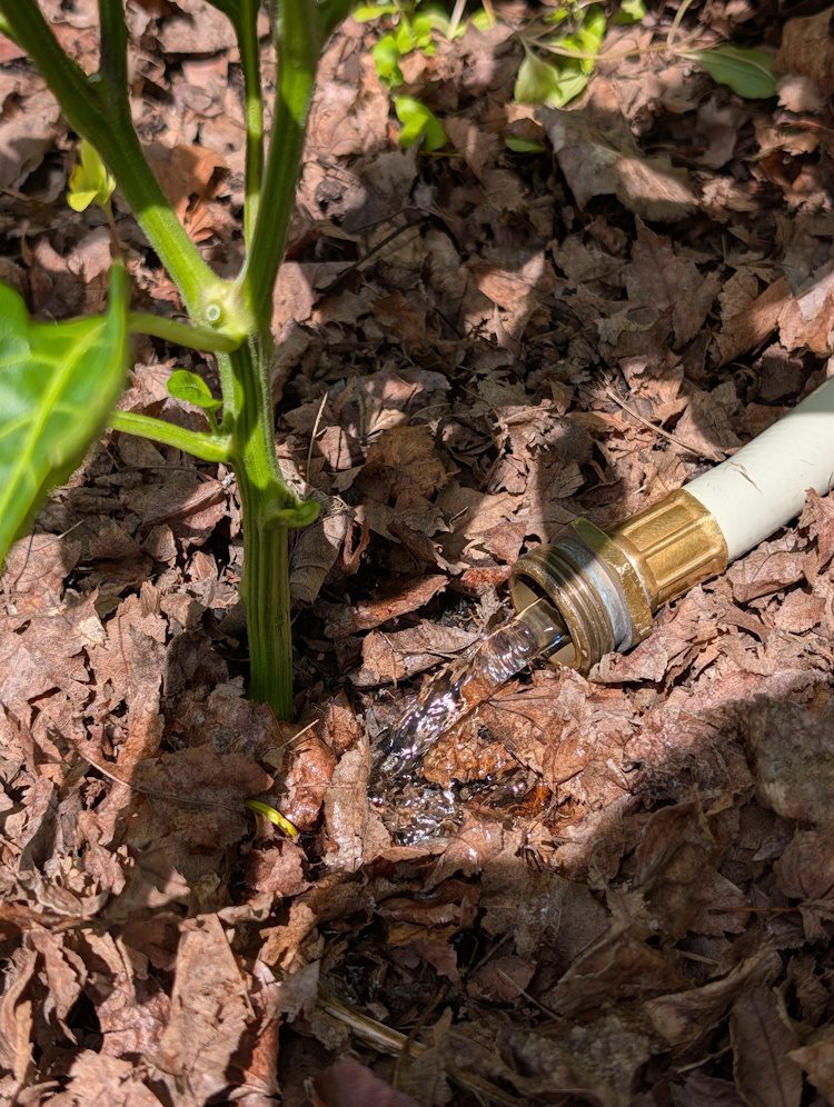 running water from a hose watering a pepper plant