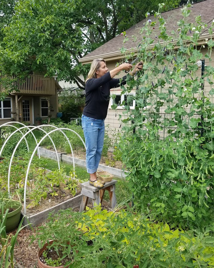 gardener standing on a stool cutting peas from a vine