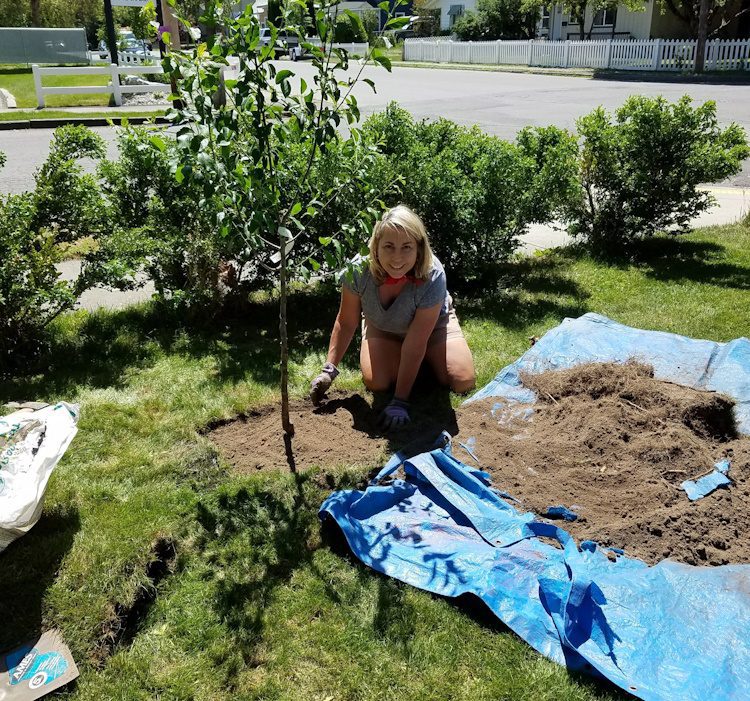gardener kneeling by a young tree