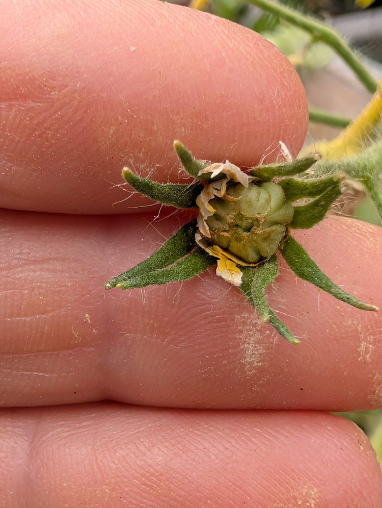 successful pollination on tomato plant